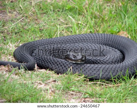 Red Bellied Black Snake Stock Photo 24650467 : Shutters