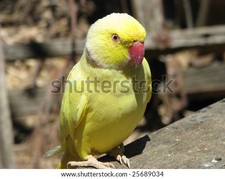 ring-neck yellow parrot