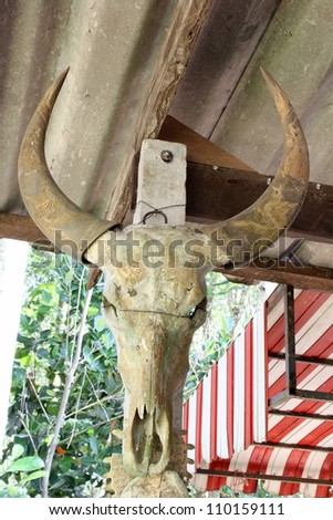 dry skull of Thai buffalo