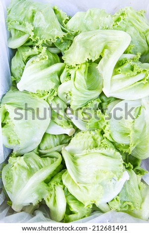 Green Iceberg lettuce  Background