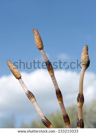 Three young shoots of horsetail (Scientific name: Equisetum telmateia) with mature spore sacks against the blue sky in springtime