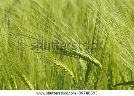 Barley Spikelet