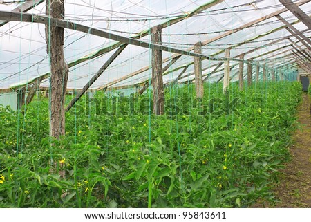 Flowering plants of tomatoes in wooden film greenhouse in the spring period