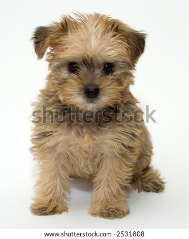 Schnoodle Puppies on Schnoodle Puppy Stock Photo 2531808   Shutterstock