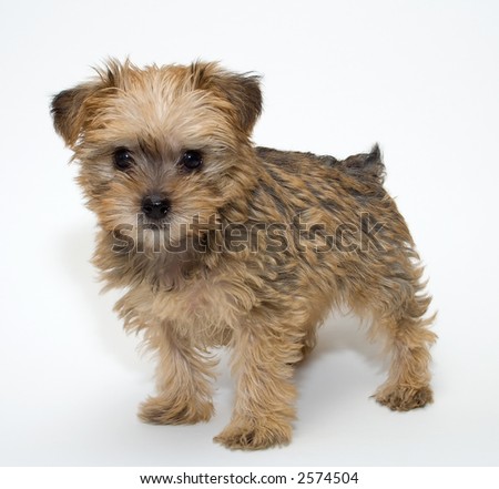 Schnoodle Puppies on Schnoodle Puppy Stock Photo 2574504   Shutterstock