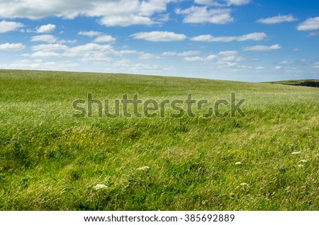 Field of Grass And Blue Sky