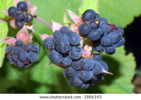 Wood berry a blackberry