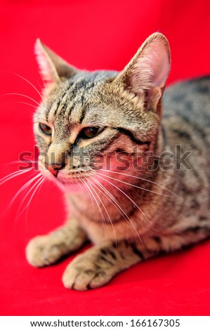 Portrait of brown-eyed cat isolated on red background