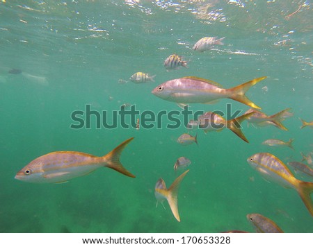 Underwater picture of snorkeling in the Caribbean sea with a shoal of colorful fish. Cuba is known for having some of the best world\'s snorkeling spots.