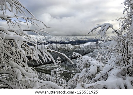 Snow covered trees, southern alps. South Island,New Zealand
