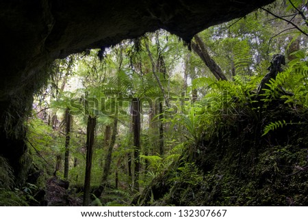 Rain forest with Fern trees in cave entrance, New Zealand