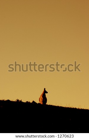 Wild Kangaroo at Flinders Ranges - Australia