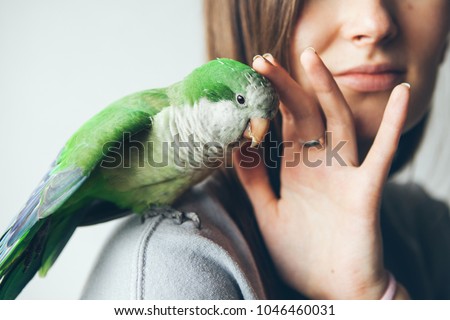 Close-up of friendly and cute Monk Parakeet. Green Quaker parrot is sitting on woman shoulder. Woman is petting parrot.