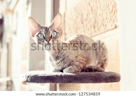 Devon rex cat sitting on the balcony on scratching post