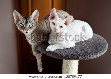 devon rex cats sitting on scratching post