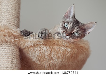 Beautiful cat laying on the scratching post in hammock