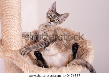 Beautiful cat laying in hammock on the scratching post