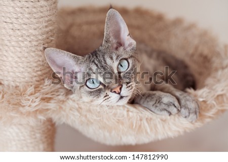 Beautiful devon rex cat chilling on the scratching post laying on the hammock