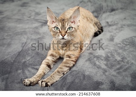 Beautiful devon rex cat laying on soft blanket