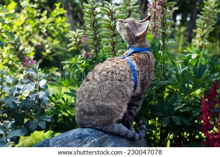 Devon rex cat in the garden