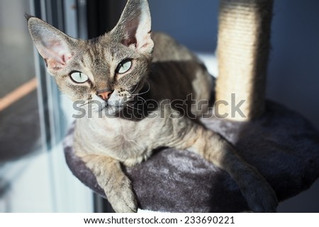 Beautiful cat sitting on the scratching post