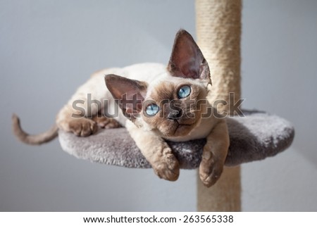 Beautiful devon rex cat sitting on the scratching post