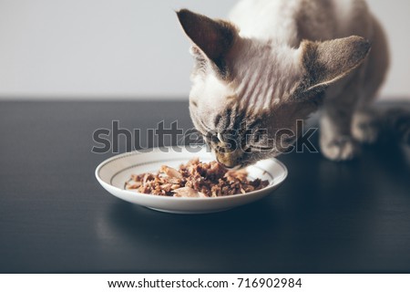 Beautiful tabby cat sitting next to a food plate placed on the wooden floor and eating wet tin food. Selective focus