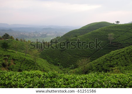 Highland tea plantation in the evening, Solo Indonesia.