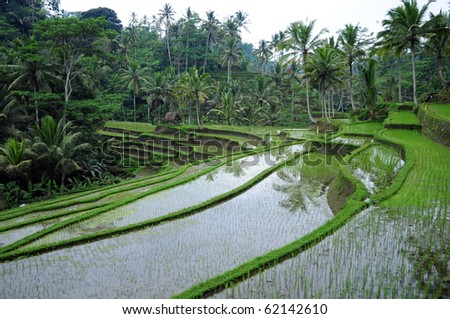 http://image.shutterstock.com/display_pic_with_logo/638338/638338,1285918561,9/stock-photo-view-of-the-rice-terrace-field-bali-indonesia-62142610.jpg