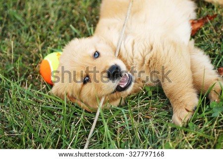 Golden Retriever Puppy with Stick and Ball