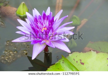 Purple Lotus on the River