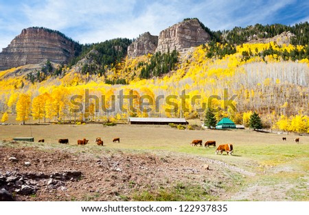 Cattle Grazing In Colorado