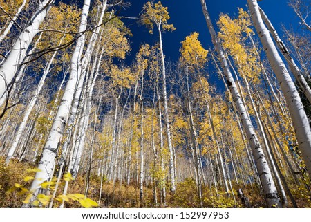 Aspen Trees In Fall Colorado Mountains