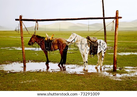 Mongolian horses. Two horses standing just a minute after rain in Mongolia.