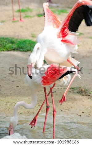 Beautiful Flamingo