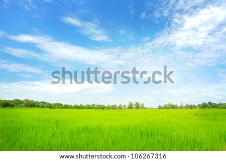 rice paddy field in the fresh day