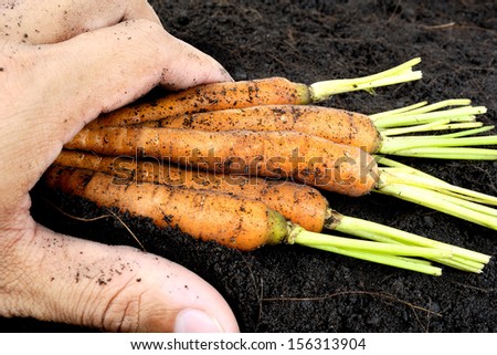 closeup baby carrots with soil in hand