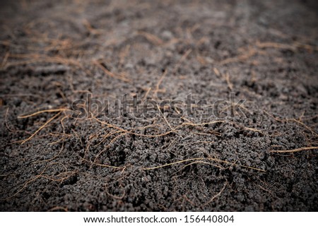 dry black soil as background (shallow depth of field)