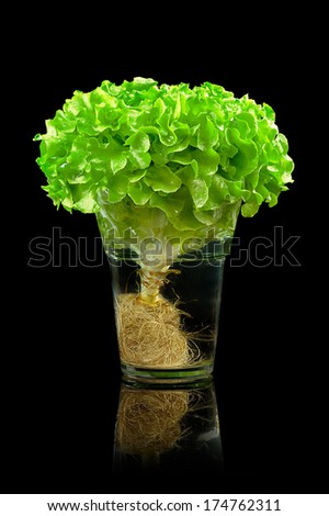 isolate lettuce in the glass bowl over black background