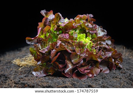 closeup Oak Leaf lettuce isolated on black soil