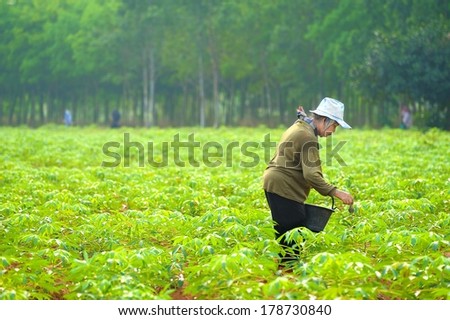 CHONBURI, THAILAND - FEBRUARY 26: Unidentified old women gardener apply fertilizer to cassava tree on February 26, 2014 in Chonburi, Thailand.