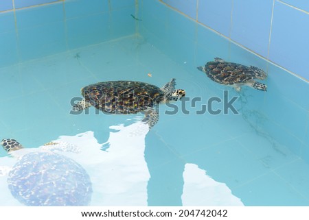 closeup little turtle in blue tank