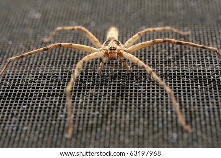 macro shot of big brown spider on dirty wire screen close up to head and eyes