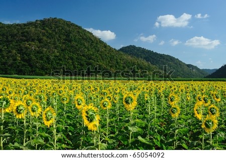 landscape of sunflowers garden and mountain, flowers in back side