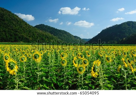 landscape of sunflowers garden and mountain, flowers in back side