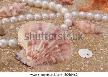 Sea Shells With Pearl Necklace on Blue Background