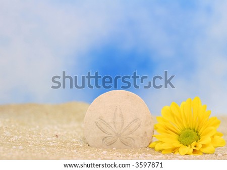 Sand Dollar and Yellow Daisy on Sand