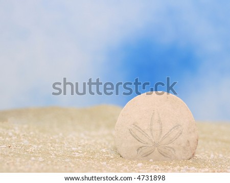 sand dollar background