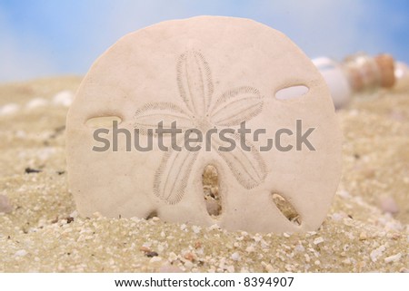 Sand Dollar on Sand With Blue Sky Background, Shallow DOF