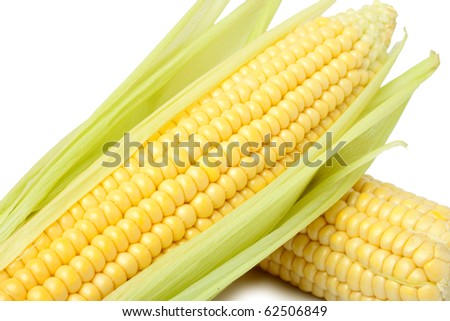 Fresh corns on the cob on a white background isolated. / Corns